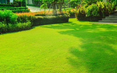 Green lawn, The front lawn for background, Garden landscape desi Green lawn, The front lawn for background, Garden landscape desi