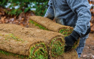 Gardener installing natural grass turf professional installer beautiful lawn field. Gardener installing natural grass turf professional installer beautiful rolled sod lawn field.